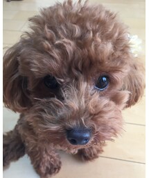 末っ子ダッフィ〜 | トップス