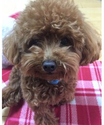 今日のダッフィ〜 | トップス