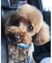 息子もトリミングでサッパリ‼️ | トップス