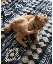 お爺ちゃん猫 | 享年20歳。ずっと可愛かったです❤️(その他)