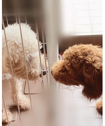 🤍❤️ | coco🐶ruruご対面♡(その他)