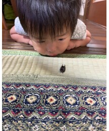 くわがただ。 | その他