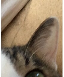 TACOMA FUJI RECORDS | ブーツ