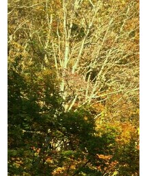 照葉峡 | その他