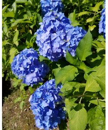 💠アサガオ💠 | その他