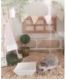 新たな家族♡ | その他