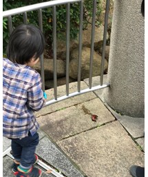 ザリガニゲット | その他