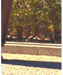 UNIQLO | シャツ/ブラウス