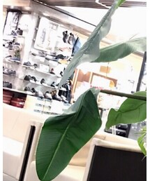 WILLSELECTION | ブーツ