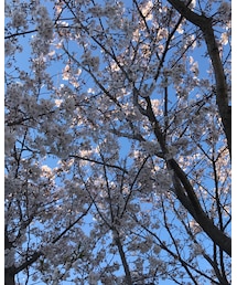 仕事帰りの桜🌸 | その他