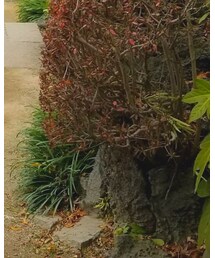 kimono | その他
