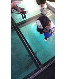 宮島の水族館🐧 | その他