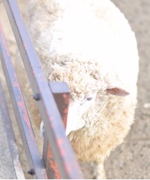 no brand | ひつじさん(その他)