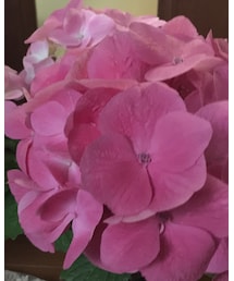 綺麗な紫陽花💗 | その他