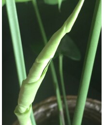 新しい芽💗 | その他