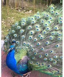 苦手だけど綺麗な羽😂 | その他