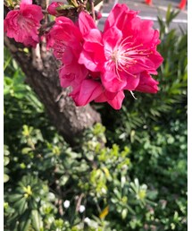 家の近くで🌸 | その他