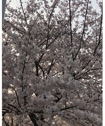 綺麗でしたぁ🌸 | その他