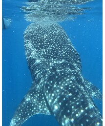 セブ島 | その他