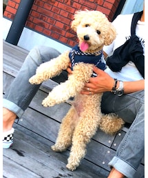 ガンモ | その他