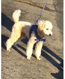 ガンモ | その他