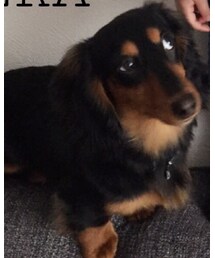 ルーニー🐶🐾 | 初めまして🐶❣️❣️ (その他)