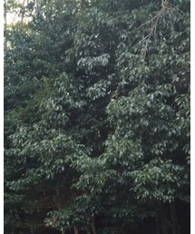 Ray-Ban | サングラス