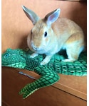 うーさんの「その他(その他)」