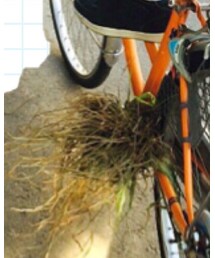 野生の草 | その他小物