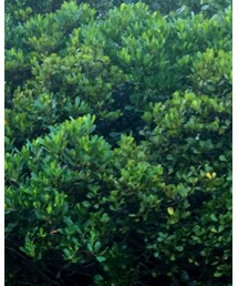 JELADO | シャツ/ブラウス