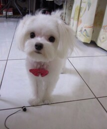 Alpha Industries | ミリタリージャケット