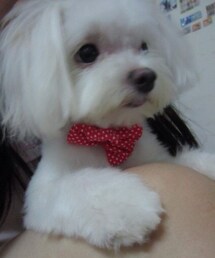 REPUTATION | デニムパンツ