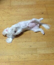 Supreme  | キャップ