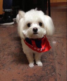 REMIX | Tシャツ/カットソー