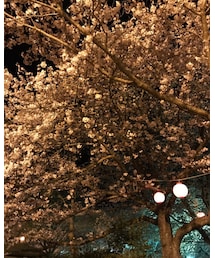 桜 | その他