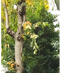 Vivienne Westwood | マフラー