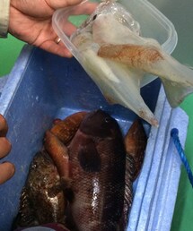 今日のお魚 | その他