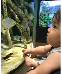 ペンギンとエイに夢中♡ | その他