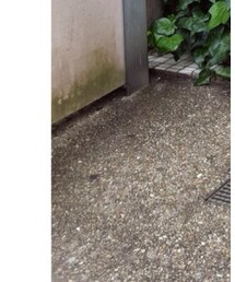 CONVERSE | converse chuk taylor(スニーカー)