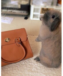 たれ耳ちゃん乱入 | バッグ