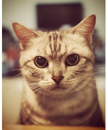 にゃんこ | あめしょ。おんなのこ。(その他)