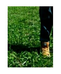 DC SHOES | スニーカー