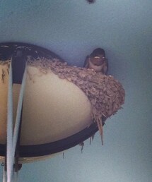 つばめの子(その他)