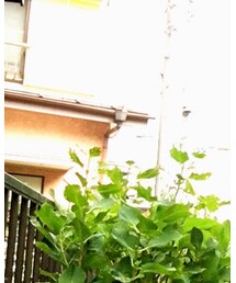 adidas | アナログ腕時計