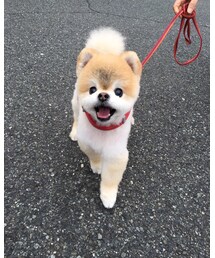 愛犬 | その他