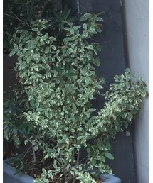 TODAYFUL | デニムパンツ