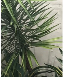 STUNNING LURE | トップス