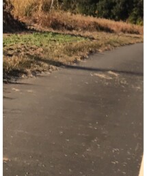 GAP | Tシャツ/カットソー