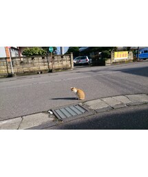 招き猫 | 福袋/福箱