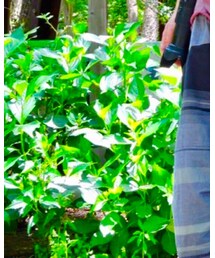 Tamaki niime | パンツ